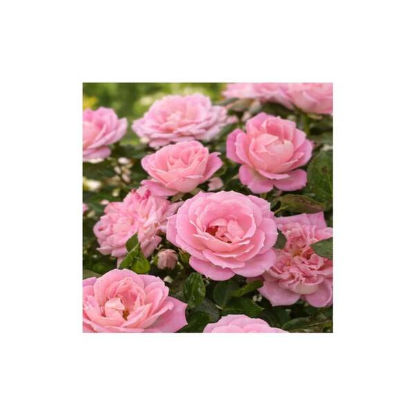 ALTMAN PLANTS #10 Floribunda Rose Star Snblz Horizon Rose Plant