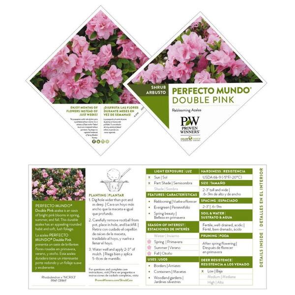 PROVEN WINNERS 2 Gal. Perfecto Mundo Double Pink Azalea Shrub with Bright  Pink Flowers 16874 - The Home Depot