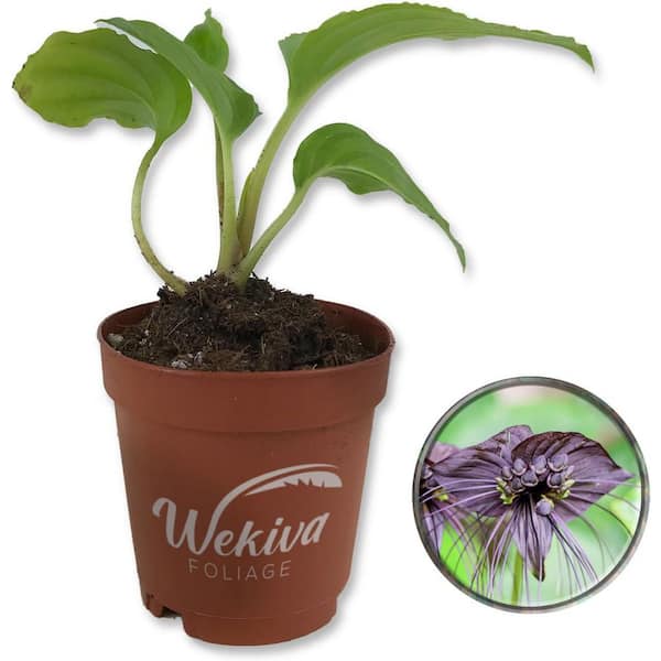 Wekiva Foliage Black Bat Flower-Live Starter Plant in a 2 Inch Pot-Tacca chantrieri-Extremely Rare and Exotic Flowering Plant