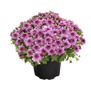 8 in. Chrysanthemum (Mum) Pink (Solo)