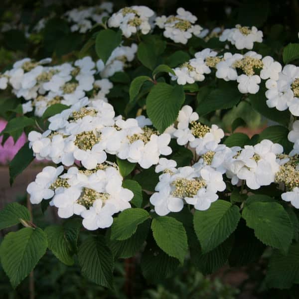 Spring Hill Nurseries 4 in. Pot Shasta Viburnum Deciduous Flowering Shrub (1-Pack)