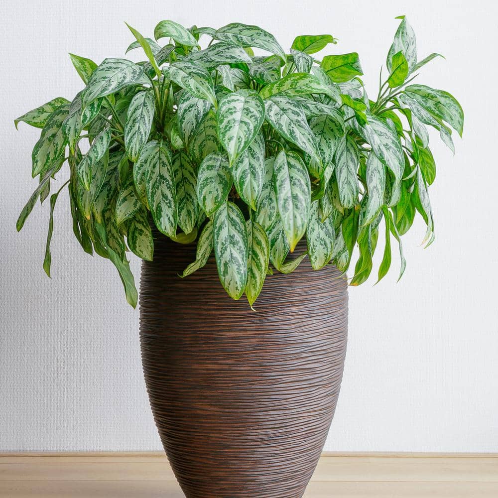 Aglaonema Maria 24" Black Plastic Indoor/Outdoor Plant