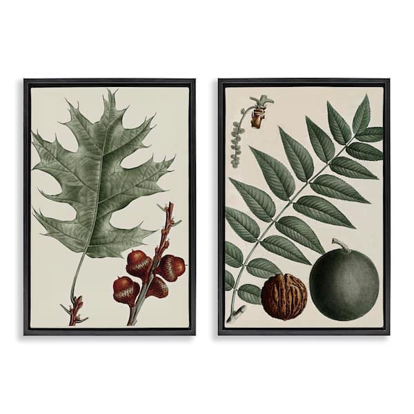 Stupell Industries Tree Leaves and Nuts by Graffi*tee Studios 2 Pieces Black Floater Frame Nature Graphic Art Print 31 in. x 21 in.