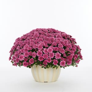 1 Gal. Purple Mum Chrysanthemum White Mumkin Planter Perennial Plant (1-Pack)