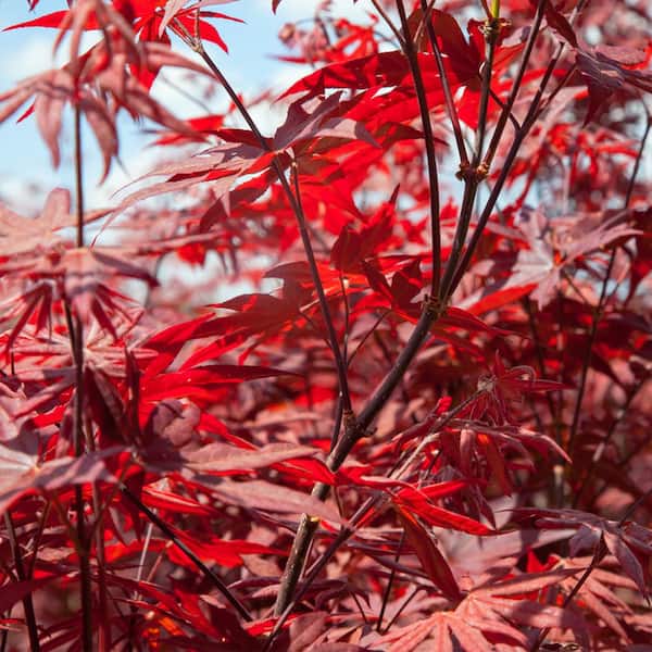 Maple treeブラック38 Buy Acer palmatum 'Black Lace' Japanese Maple — Mr Maple │ Buy