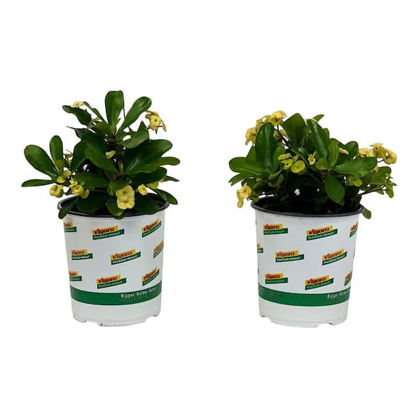 Vigoro 2.5 Qt. Crown of Thorns Plant Yellow Flowers in 6.33 In. Grower's Pot (2-Plants)