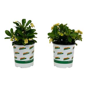 2.5 Qt. Crown of Thorns Plant Yellow Flowers in 6.33 In. Grower's Pot (2-Plants)