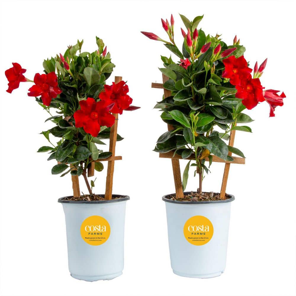 Costa Farms 2.5 qt. Outdoor Grower's Choice Mandevilla Trellis
