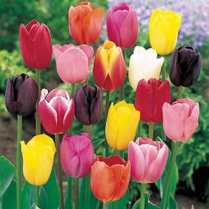 Spring Flowering Tulip Bulbs Mixture (50-Pack)
