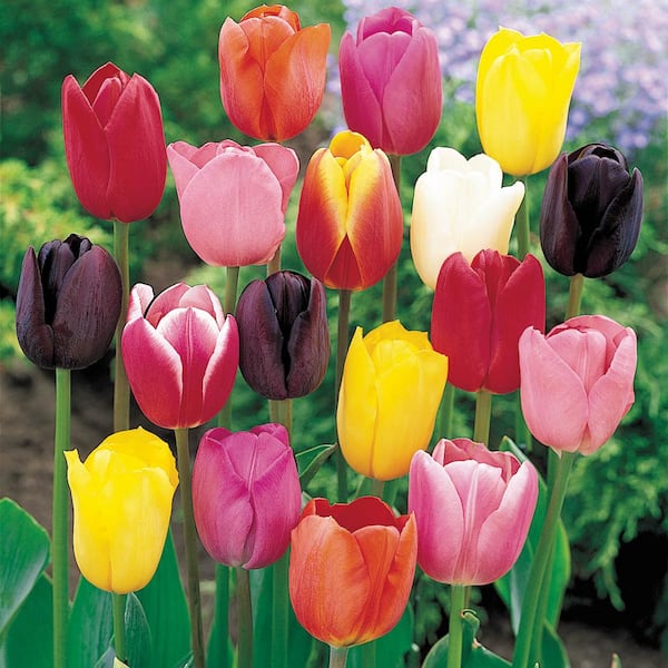 Van Bourgondien Spring Flowering Tulip Bulbs Mixture (50-Pack)