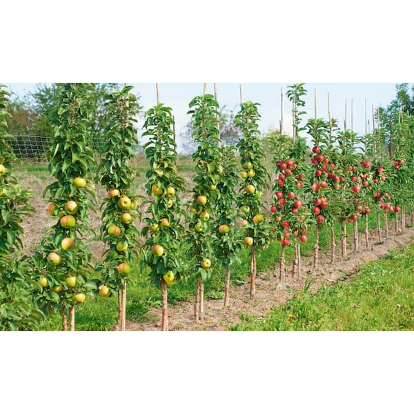 Online Orchards Dwarf Fuji Apple Tree Bare Root