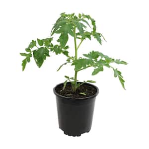 La Roma Tomato Live Vegetable Garden Plant In 6 in. Grower Pot (Includes 1 Plant)