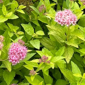 Jumbo Pint Pineapple Poprocks Spirea (Spiraea) Live Shrub, Vibrant Pink Flowers