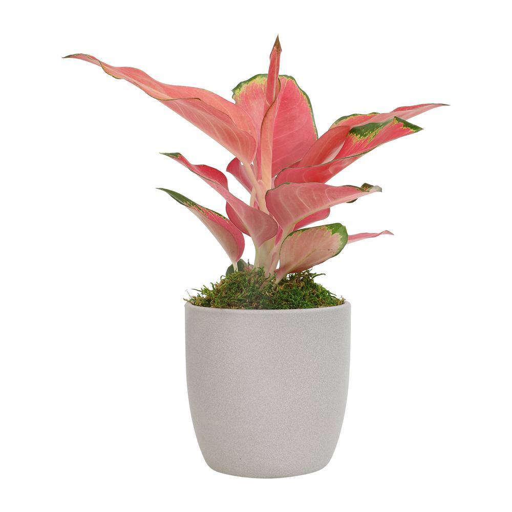 Aglaonema China Red in Gray Ceramic Planter