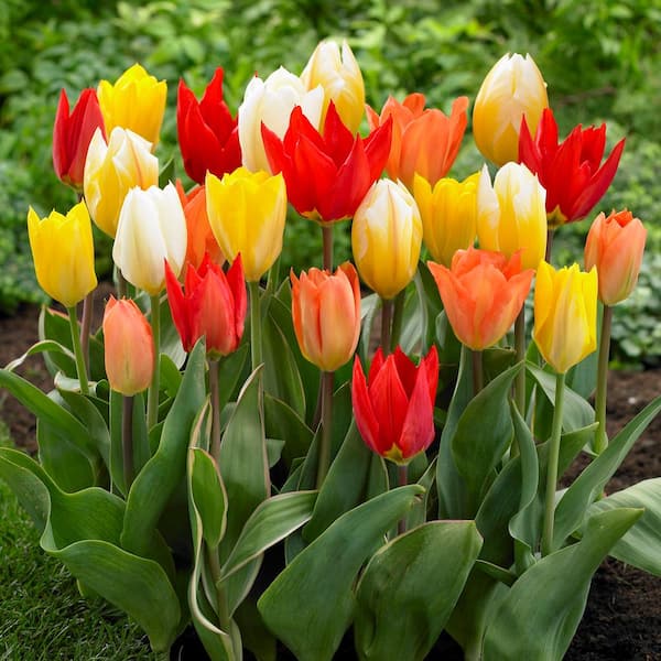 Garden State Bulb 12/+ cm, Emperor Mix Multi-color Fosteriana Tulip Flower Bulbs (Bag of 25)