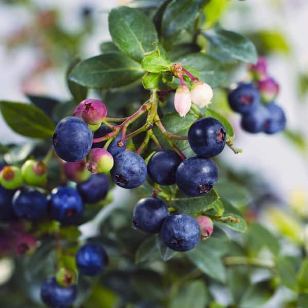 1 Gal. Bushel and Berry Blueberry Buckle Blueberry Live Plant