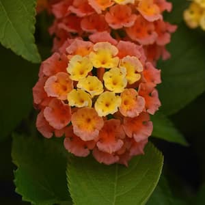2.5 in Bloomify Mango Lantana Camara Annual Plant with Multi-Color Flowers (3-Piece)