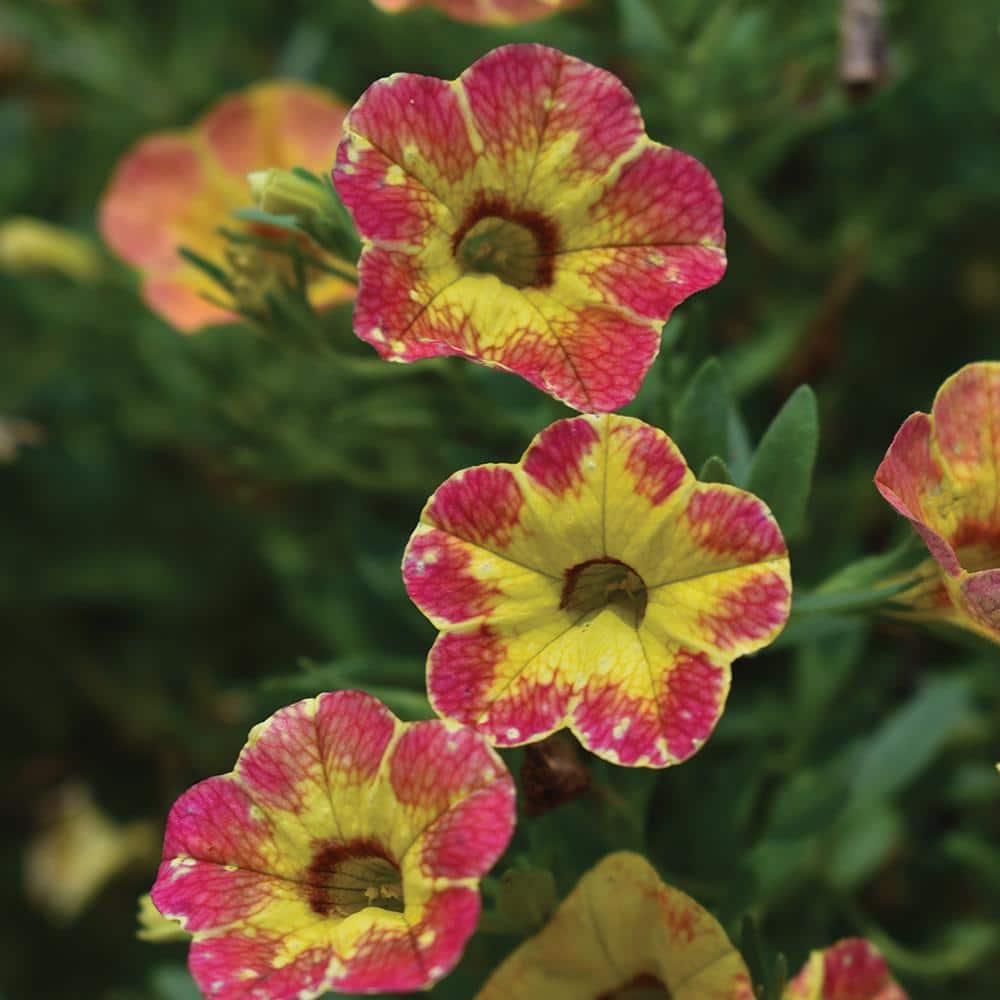 Vigoro 2 QT Calibrachoa Million Bells 'Cabaret Diva Orange' Orange