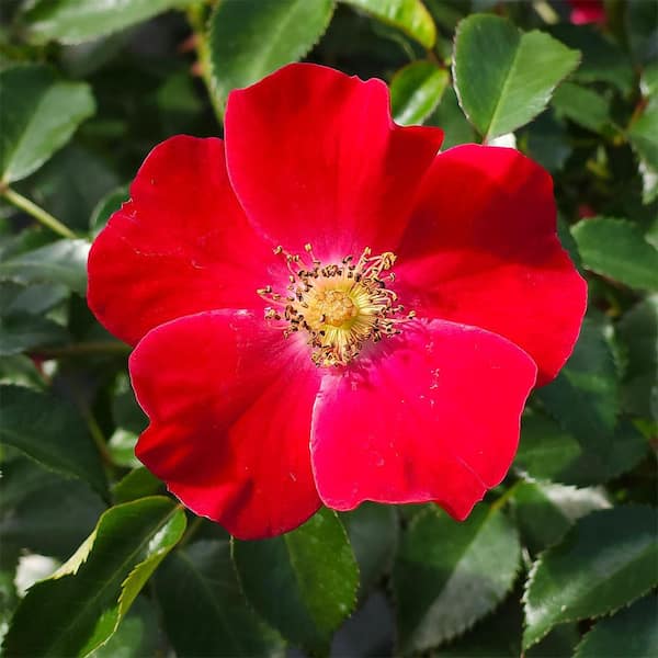 Drift 2 Gal. Scarlet Rose Plant with Red Flowers in Decorative