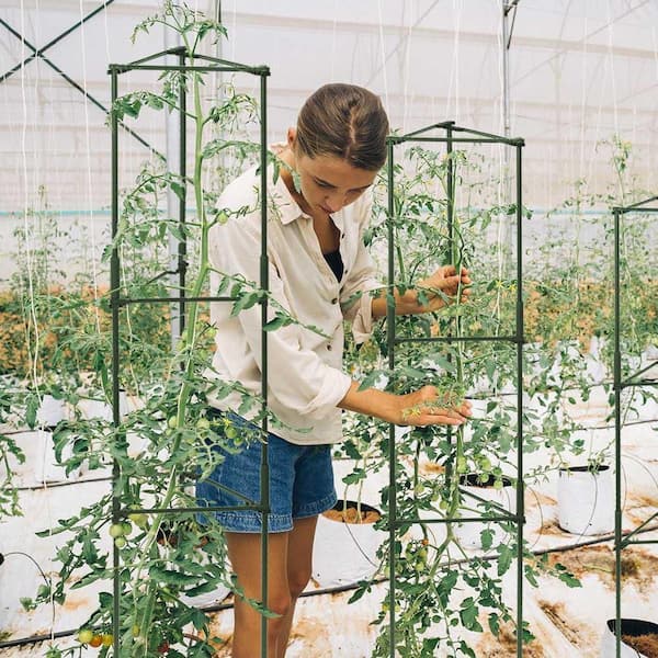 OGETFUUR 6 Pack up to 48 in. Alloy Steel Tomato Cage Garden Grid