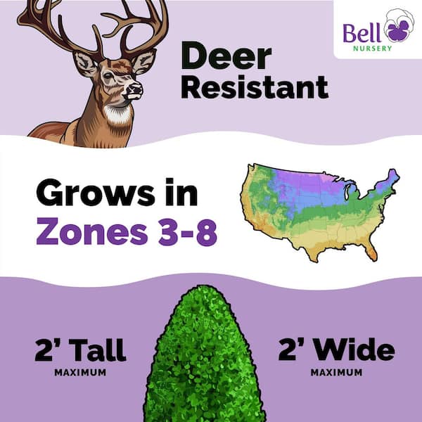 1 Gal. Thuja Danica (Globe) Live Evergreen Shrub