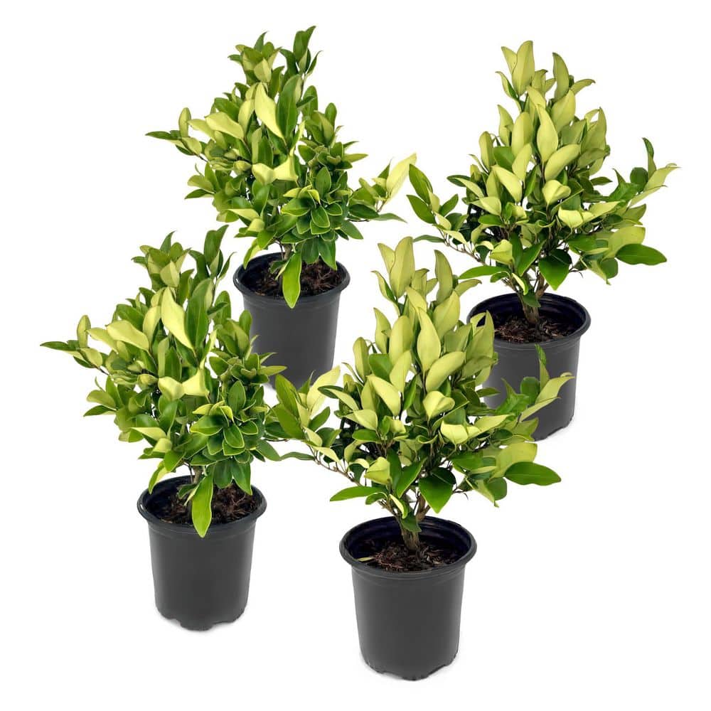1 gal. Wax Leaf Ligustrum Shrub (4-Pack) price history on PriceWatchPro