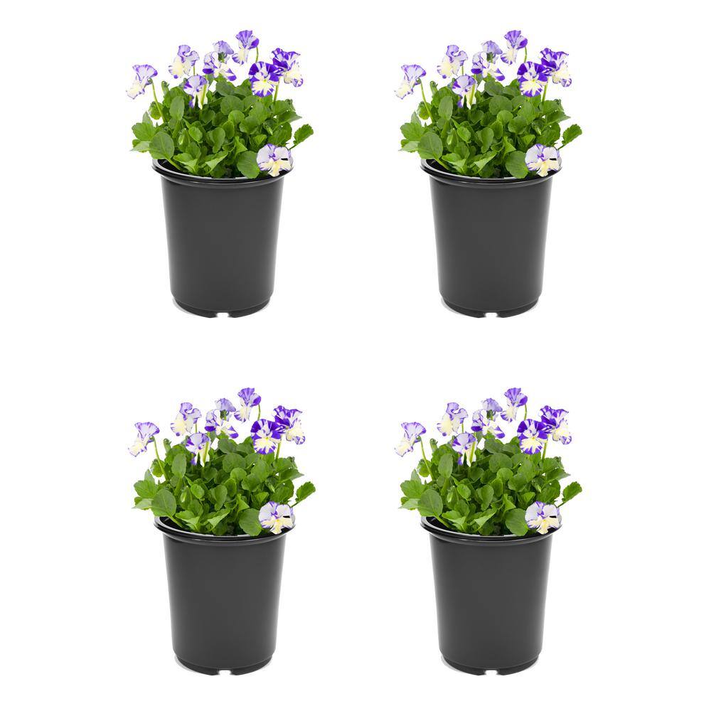 Perennial Viola c. Columbine 2.5 qt. (4Pack) 2772 The Home Depot