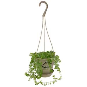 Enchanting String of Turtles Hanging Basket - Live Plant in a 4.5 in. Hanging Nursery Pot - Peperomia Prostrata
