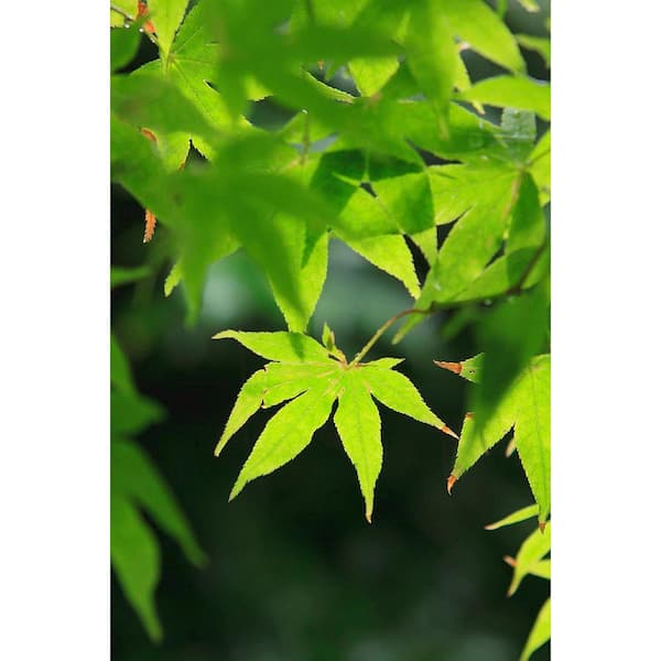 7 Gal. Green Japanese Maple Ornamental Tree MAPJGR07G - The Home Depot