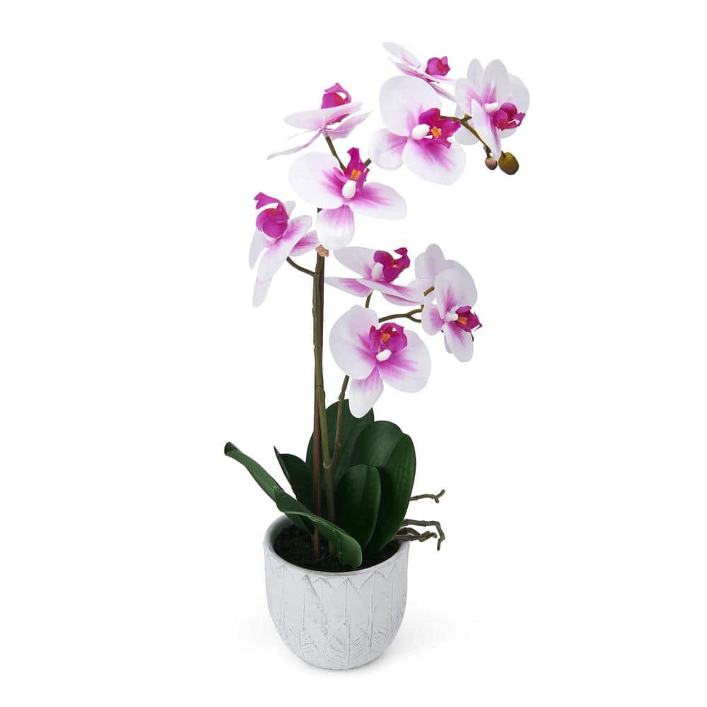 22-Inch White and Fuchsia Orchid in Embossed Plastic Pot