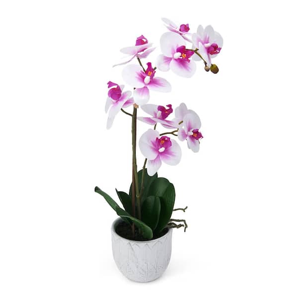 Mikasa Artificial Orchid in Pot, Real Touch Phalaenopsis Orchid, Embossed Leaf Cement Pot, 22 in. Double Branch, White Fuchsia