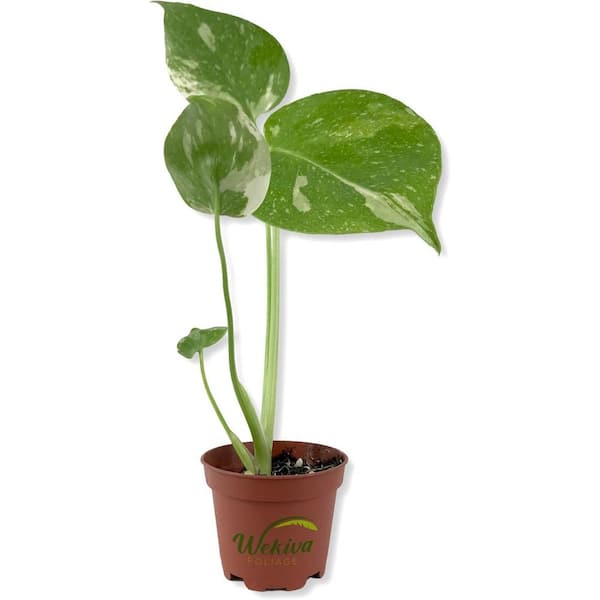 Wekiva Foliage Thai Constellation Monstera-Live Starter Plant in a 2 Inch Grower's Pot-Monstera deliciosa 'Thai Constellation'