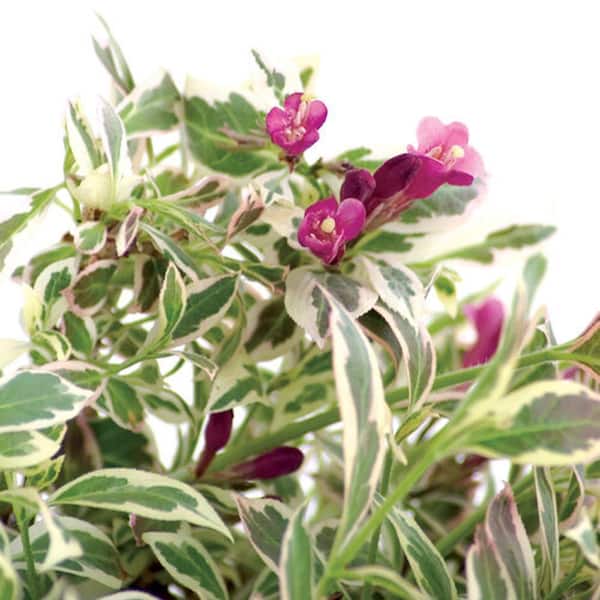 PROVEN WINNERS 3 Gal. My Monet Purple Effect Weigela (Florida) Live Shrub with Variegated Foliage and Purple Flowers