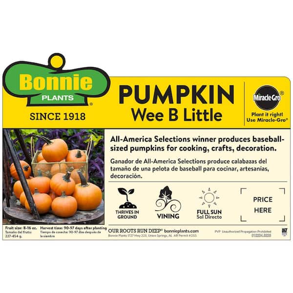 19 oz. Wee B Little Pumpkin Plant
