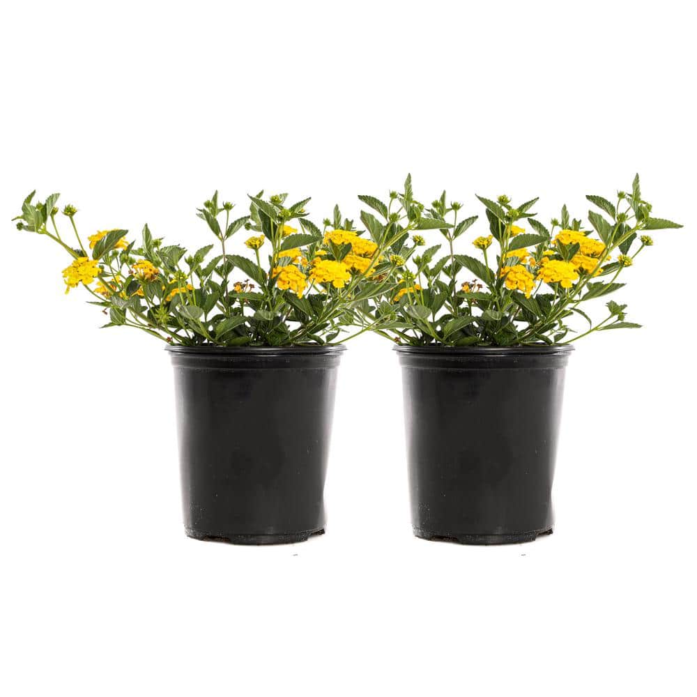 2.5-Qt. #1 New Gold Lantana Plant (2-Pack)
