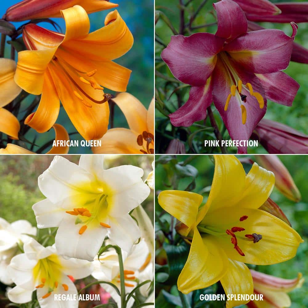 LILY です Pre-order Longfield Gardens Lily Collections, 40 Bulbs | Costco