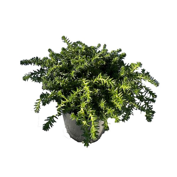 Cesicia Tasteless Stonecrop Succulent Plant with Yellow Flowers (1-Pack)