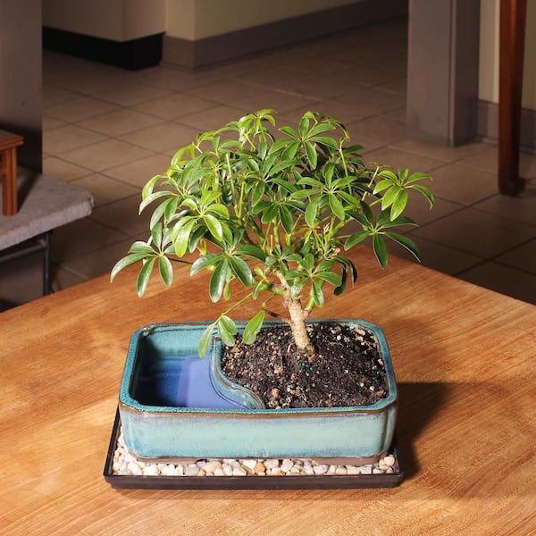 brussel's BONSAI Dwarf Hawaiian Umbrella Bonsai Tree Indoor Plant