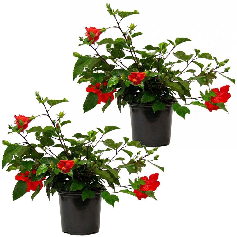 1 Gal. Tradewinds Hibiscus Shrub with Brilliant Red Flowers (2