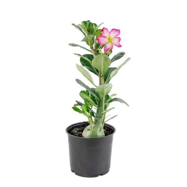 Adenium crispum Desert Rose Dwarf Caudex Plant 5” pot seed grown – Paradise  Found Nursery