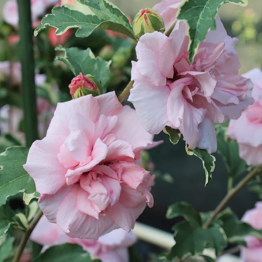 Sugar Tip Pink Hibiscus Tree with Variegated Foliage in 1 Gallon Container