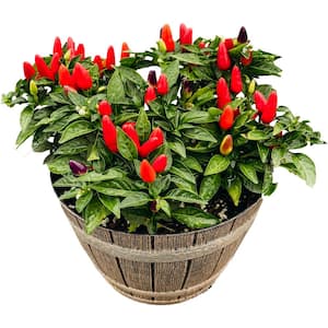 8 in. Red Ornamental Peppers (Capsicum annuum) Plant in Whiskey Barrel