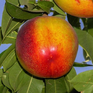 Flavortop Nectarine Live Bareroot Fruit Tree (1-Pack)
