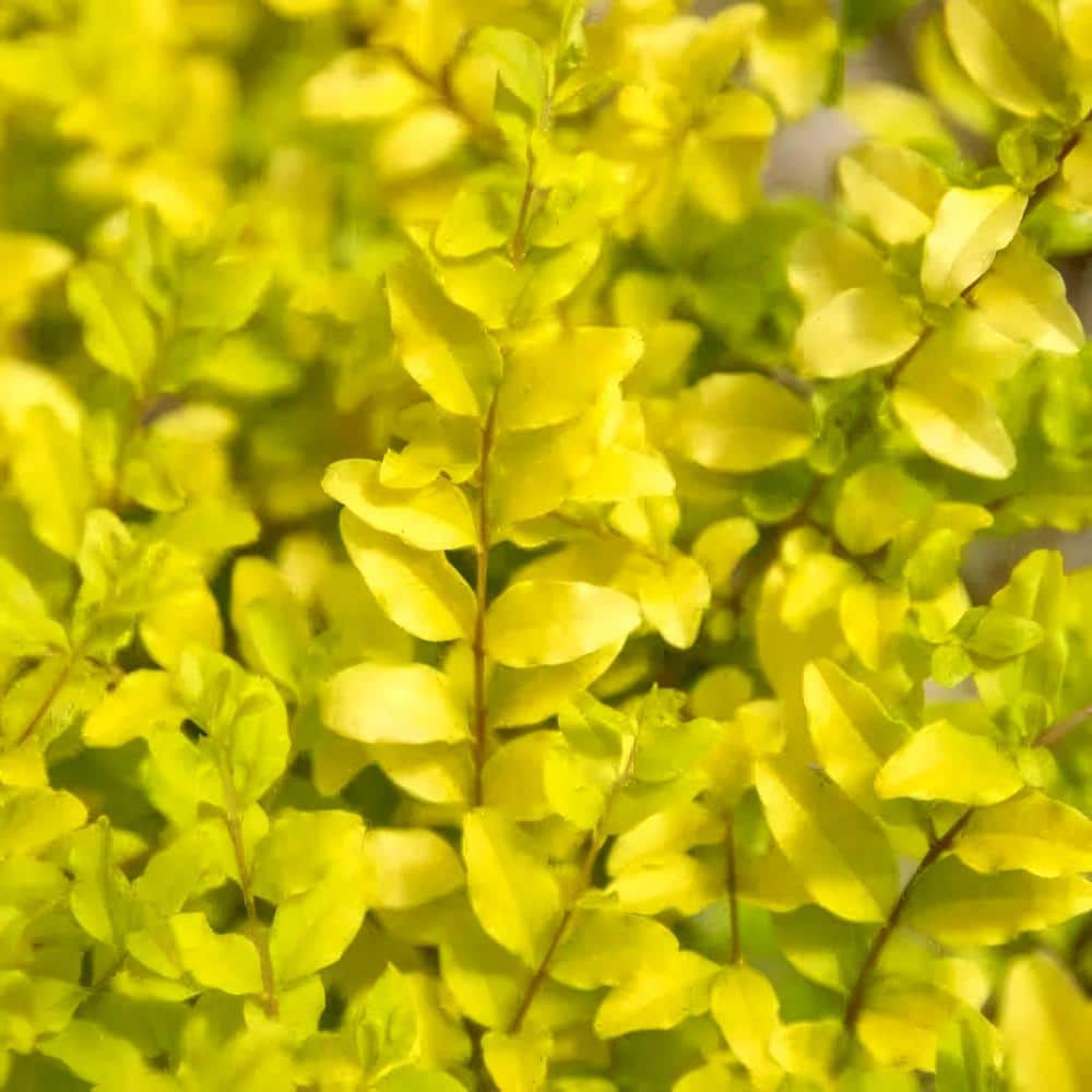 3 Gallon Sunshine Ligustrum Chartreuse Shrub