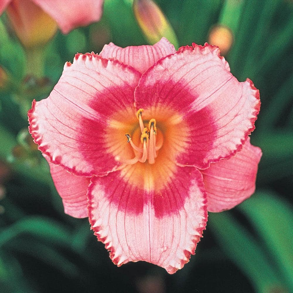 1 Gal. Pot, Strawberry Candy Daylily Potted Pink Flowering Perennial Plant (1-Pack) price history on PriceWatchPro
