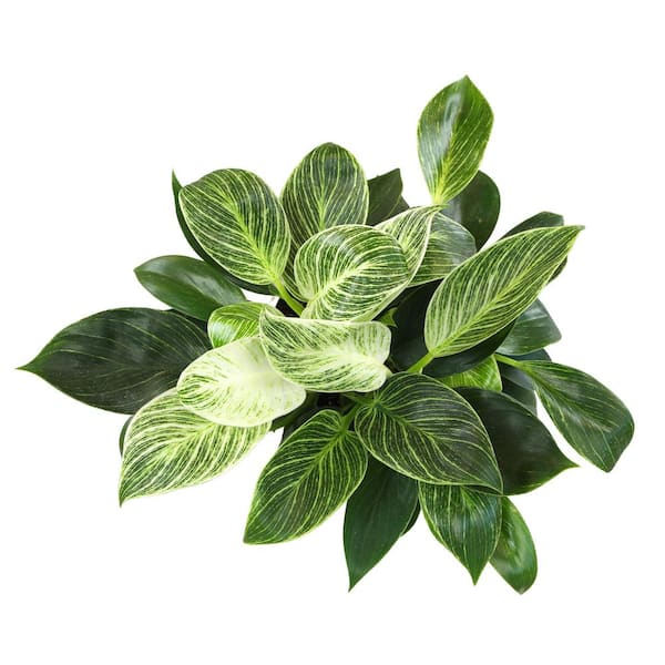 Philodendron Birkin Variegated Houseplant | 6in Decor Pot; Indirect Light | Element by Altman Plants, Size: 6 inch