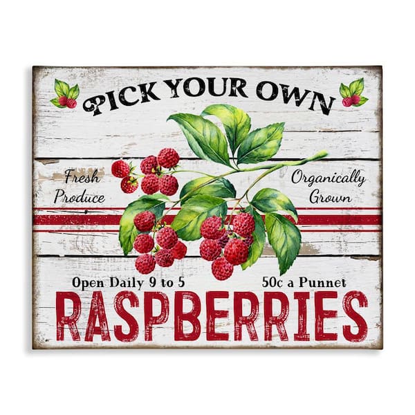 Stupell Industries Pick Your Own Raspberries by Creatif Belle Unframed Food Graphic Art Print 16 in. x 20 in.