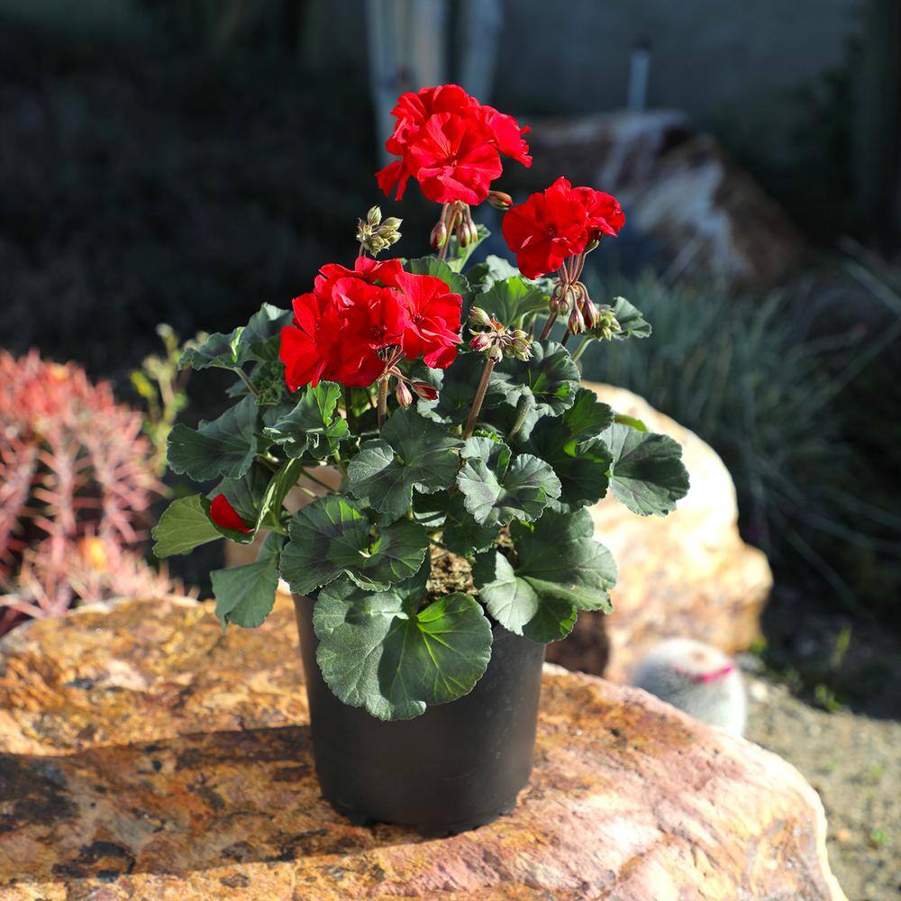 Red Geranium Flowering Plant in Black Container, 1 Gallon