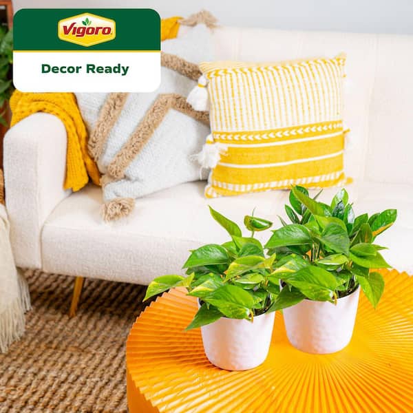 Golden Pothos Indoor Plant in 6 in. White Decor Planter, Average Shipping Height 1-2 ft. Tall (2-Pack)