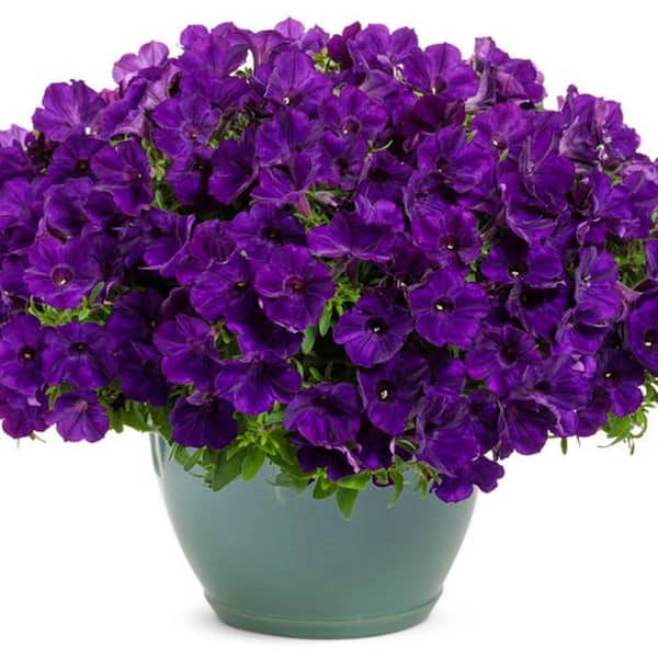 4.25 in. Grande Supertunia Royal Velvet (Petunia) Annual Live Plants, Purple Flowers deep purple (4-Pack)